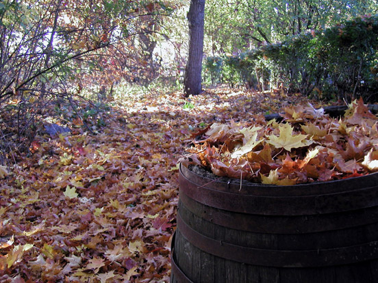 Autumn Leaves in Skansen