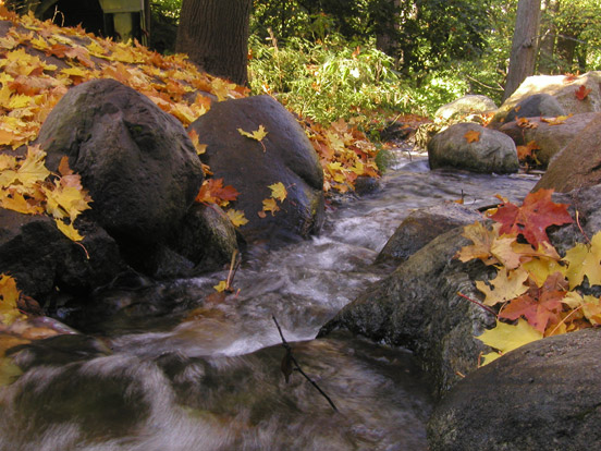 Small Stream with leaves.