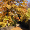 Autumn in Skansen