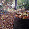 Autumn Leaves in Skansen.