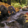 Small stream with autumn leaves.