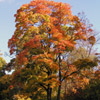 Autumn Tree in Skansen.