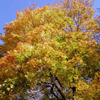 Autumn Tree in Skansen.