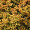 Autumn Tree in Skansen.