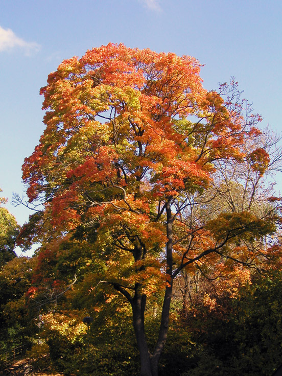 Autumn Tree in Skansen.