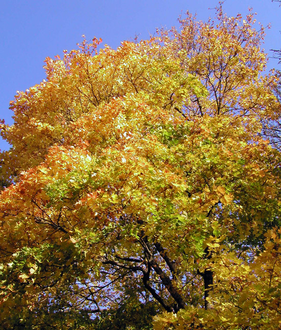 Autumn Tree in Skansen.