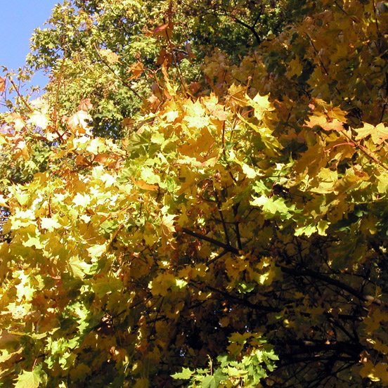 Autumn Tree in Skansen.