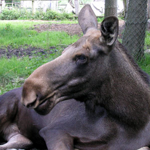 Elk in Skansen
